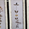 Pressed Botanical Framed Prints, SET 4